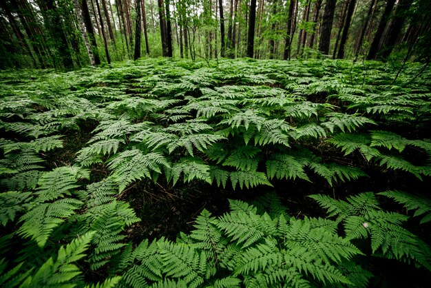 Dense fern thickets.