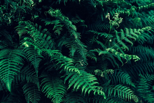 Dense Forest Ferns