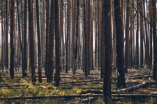 Dense forest. Front view of the wooded area with tall thin trunks of coniferous trees