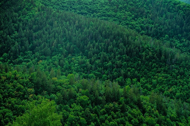 A dense forest of green trees of firs firs and pines