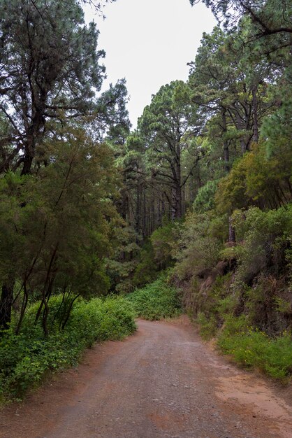 Photo dense forest on the island of tenerife