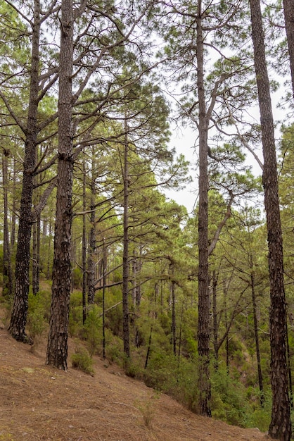 Dense forest on the island of tenerife