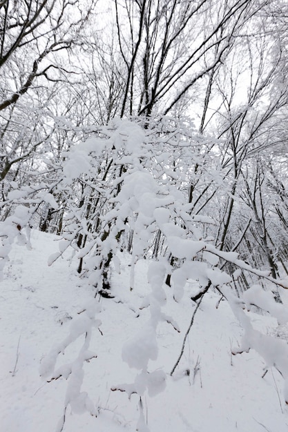 Fitta foresta in inverno, gli alberi nella foresta o nel parco sono coperti di neve in inverno