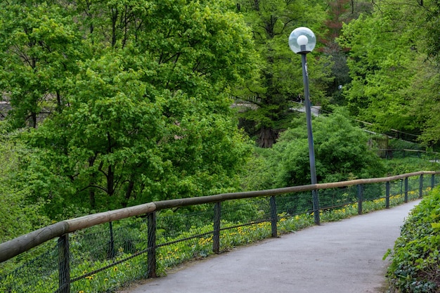 Dense forest with tree winding asphalt empty footpath with wooden railing and street light