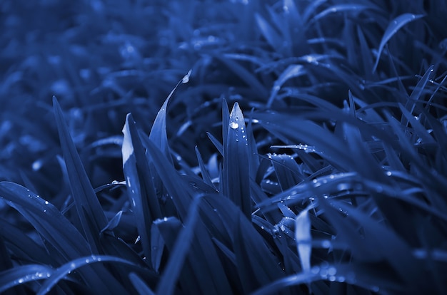 露滴のある濃い草の茎