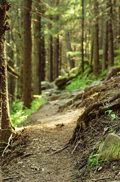 Dense green forest