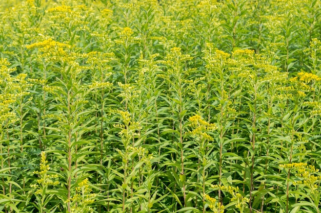 Foto fitti boschetti verdi o cespugli di erba alta verga d'oro con fiori gialli tra piccole foglie