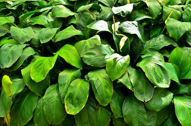 Dense green tropical vegetation.&#xA;