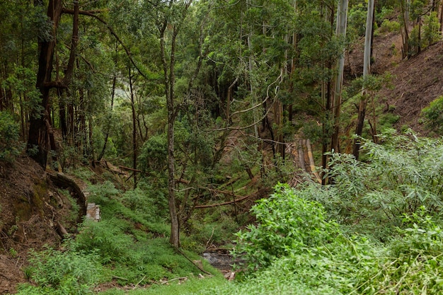 Dense hilly jungle, dense vegetation. A tropical forest.