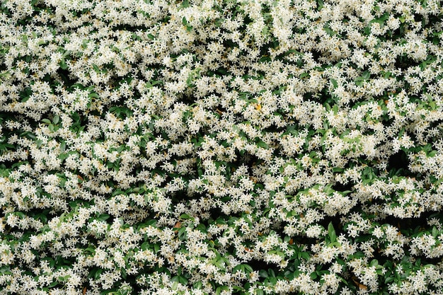 Dense leaves of jasmine bushes with white flowers close-up