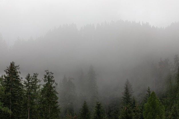 Densa nebbia mattutina in un bosco di conifere nelle alpi