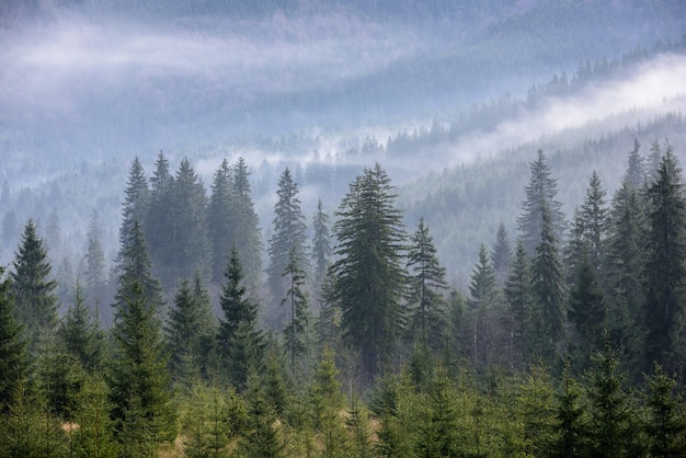 Dense pine forest in morning mist. Foggy Pine Forest.