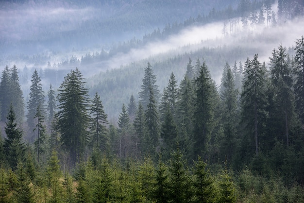 Dense pine forest in morning mist. Foggy Pine Forest.