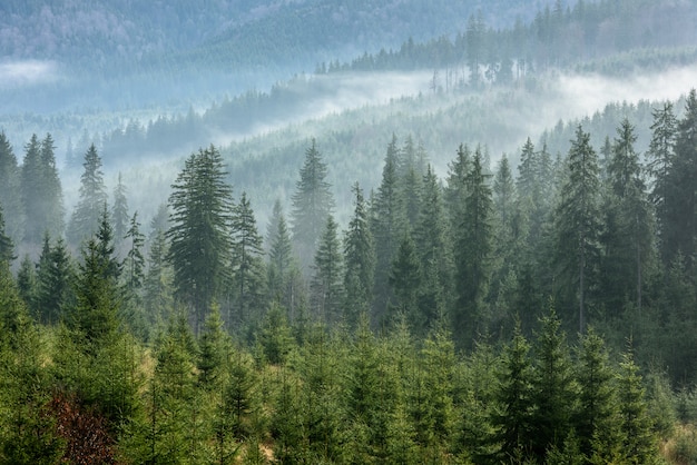Густой сосновый лес в утреннем тумане. Туманный сосновый лес.