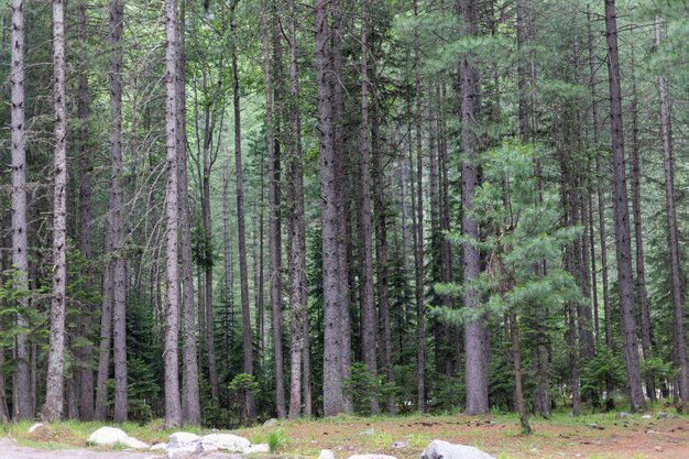 Dense pine tree forest in the northern Pakistan