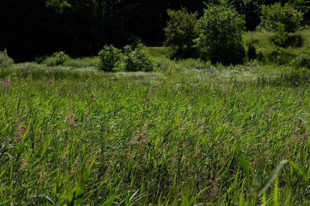 Dense tall green grass in the meadow