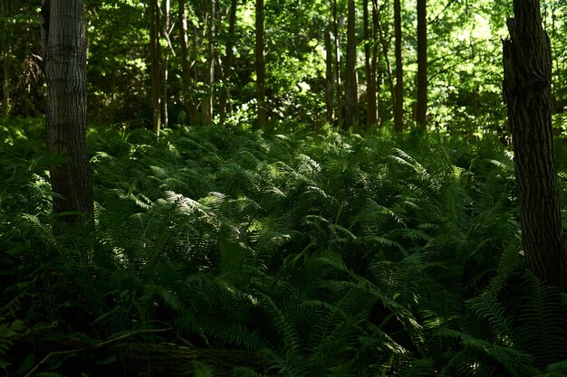 Photo dense thickets of forest ferns in the shade between tree trunks