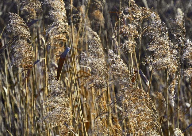 葦の密な茂み水生湿地草の黄金の花序