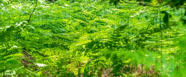 密集した植生 (クローズアップ)