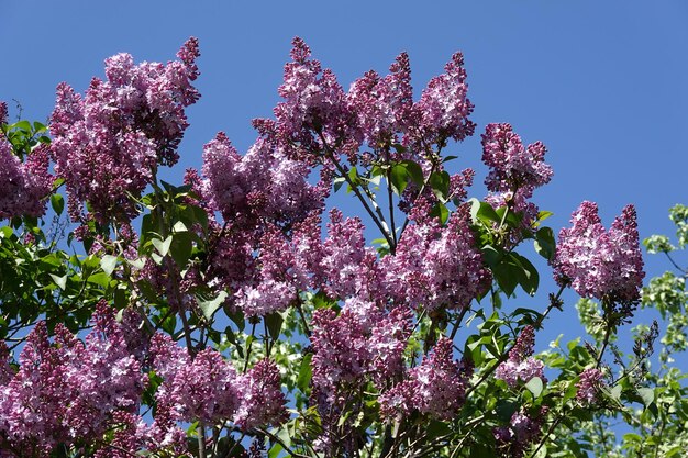 Dense violet flowers on top branches lilac shrub in bright sunny cloudless day