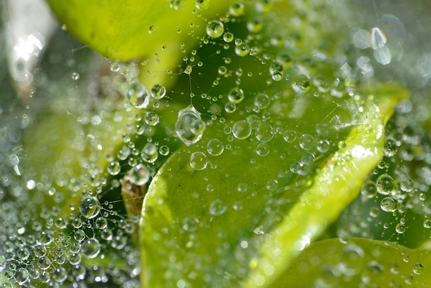 写真 緑の葉の背景をぼかしたクモの巣に密な水滴