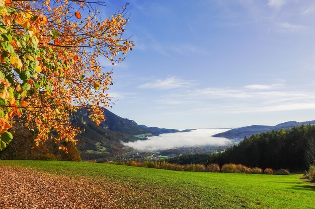 Dense white fog in a valley with colorful landscape in autumn