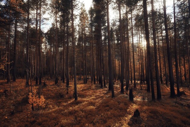 울창한 시든 가문비나무 숲 생태 기후 파괴
