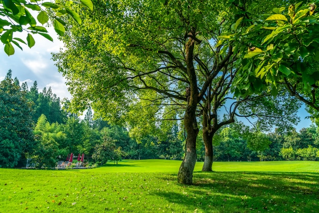 杭州西湖公園の密林と牧草地