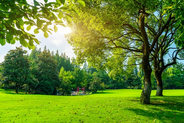 Dense woods and meadows in West Lake Park, Hangzhou