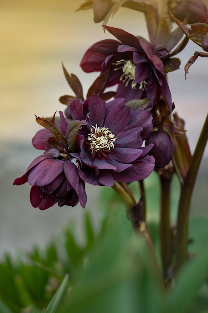 Densely double large Christmas rose flower blooms Hellebores belonging to the genus HelleborusHelleborus hybryde Spring Diamond