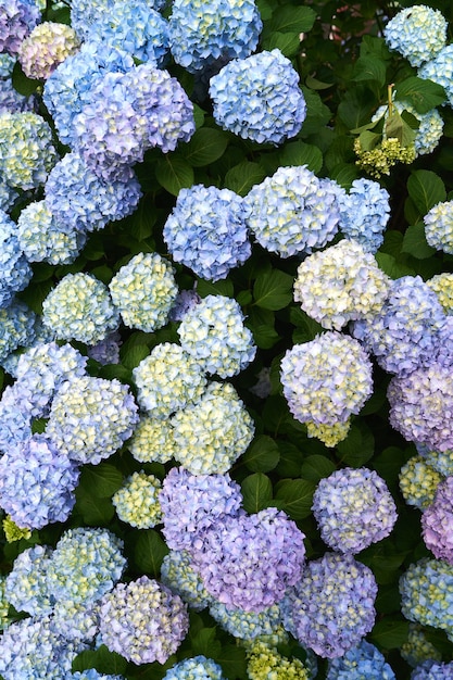 Densely flowering hydrangea bush closeup