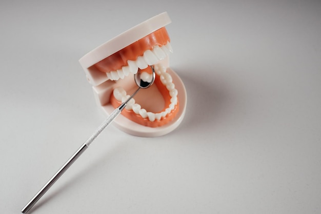 Dental concept Jaw model and dental mirror