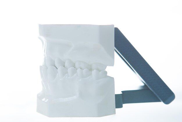 Dental model