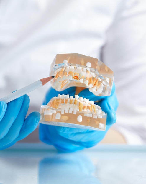 Зубные зубы 3d прозрачная модель челюсти