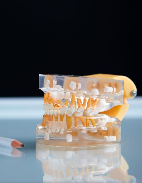 Denti dentali modello trasparente 3d della mandibola