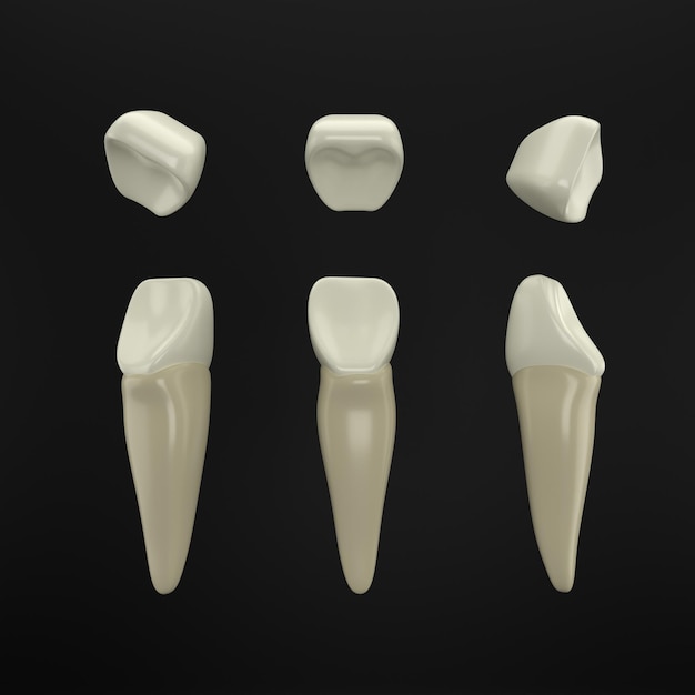 Dental tooth 3d rendering