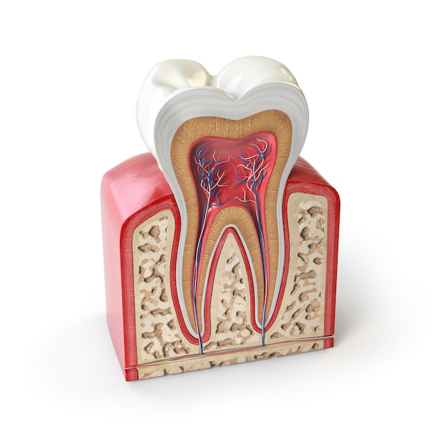 사진 흰색에 고립 된 인간의 치아의 치과 치아 해부학 단면