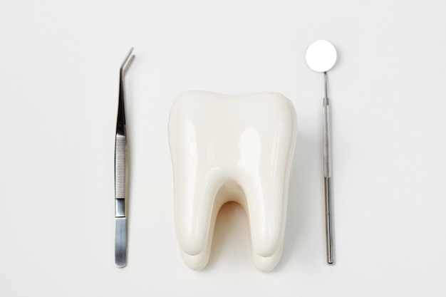 흰색 배경에 복사 공간, 클로즈업으로 격리된 치아 치과 치료를 위한 치과 장비 도구가 있는 치과 치아 모델입니다. 구강 치과 위생 개념