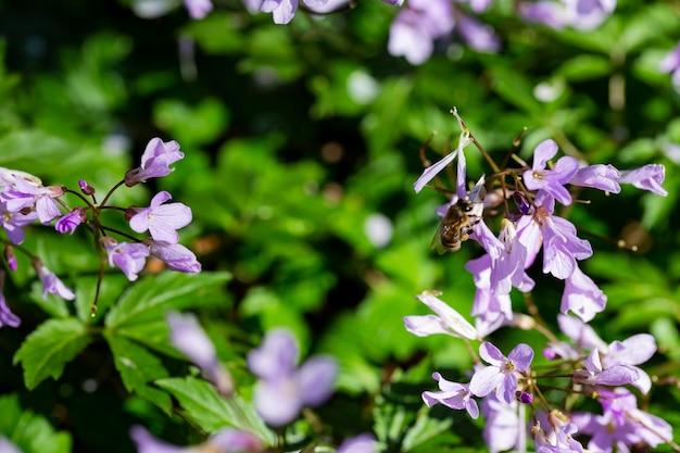 Dentaria bulbifera Cardamine first spring forest flowers selective focus Purple and lilac forest flowers A Beautiful spring floral background