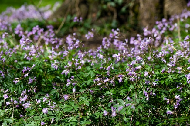 Dentaria bulbifera Cardamine first spring forest flowers selective focus Purple and lilac forest flowers A Beautiful spring floral background