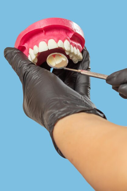 Dentist examine teeth from layout of the human jaw