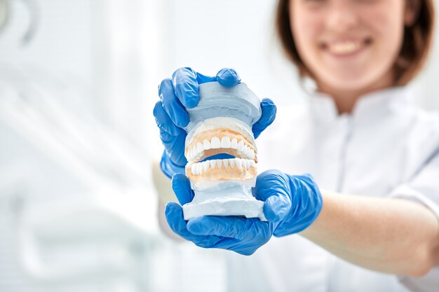 A dentist girl holds a model of a jaw in her hand.