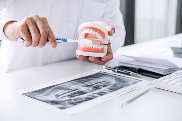 Dentist hand holding of jaw model of teeth and cleaning