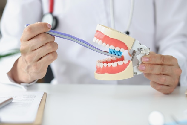 Dentist is holding artificial jaw and toothbrush daily oral care concept