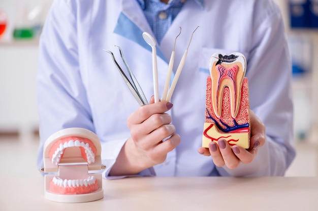 Dentist practicing work on tooth model