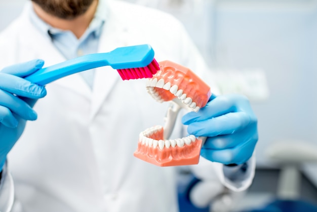 Стоматолог показывает, как чистить зубы на искусственной челюсти в стоматологическом кабинете. Крупным планом вид челюсти