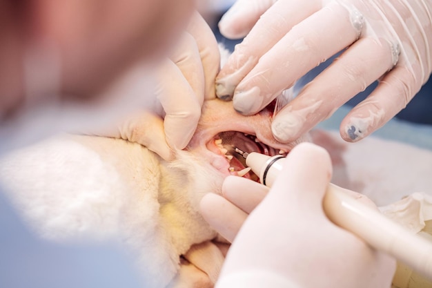 Dentist vet treated teeth the animal is under anesthesia in a veterinary clinic