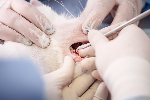 Dentist vet treated teeth the animal is under anesthesia in a veterinary clinic