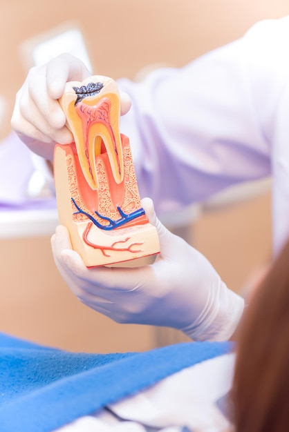 Dentist with tooth implant false teeth. Dentistry and healthcare concept at dental clinic.