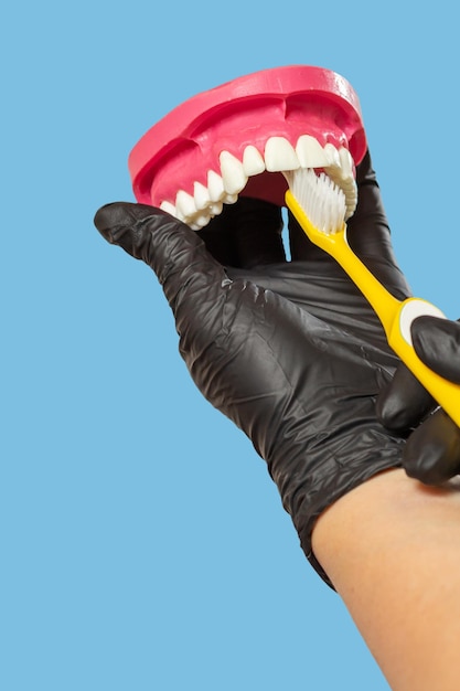 Dentist with toothbrush and layout of the human jaw